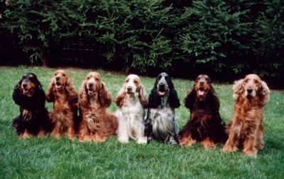 Cocker Spaniel von der Sonnenwiese mit Xeno, dem Ferienhund (rechts).