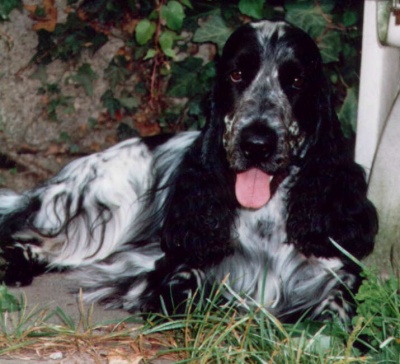 Flynn von der Sonnenwiese 2001