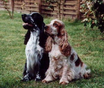 Schau mal Giselle, da fliegt ein Storch ....